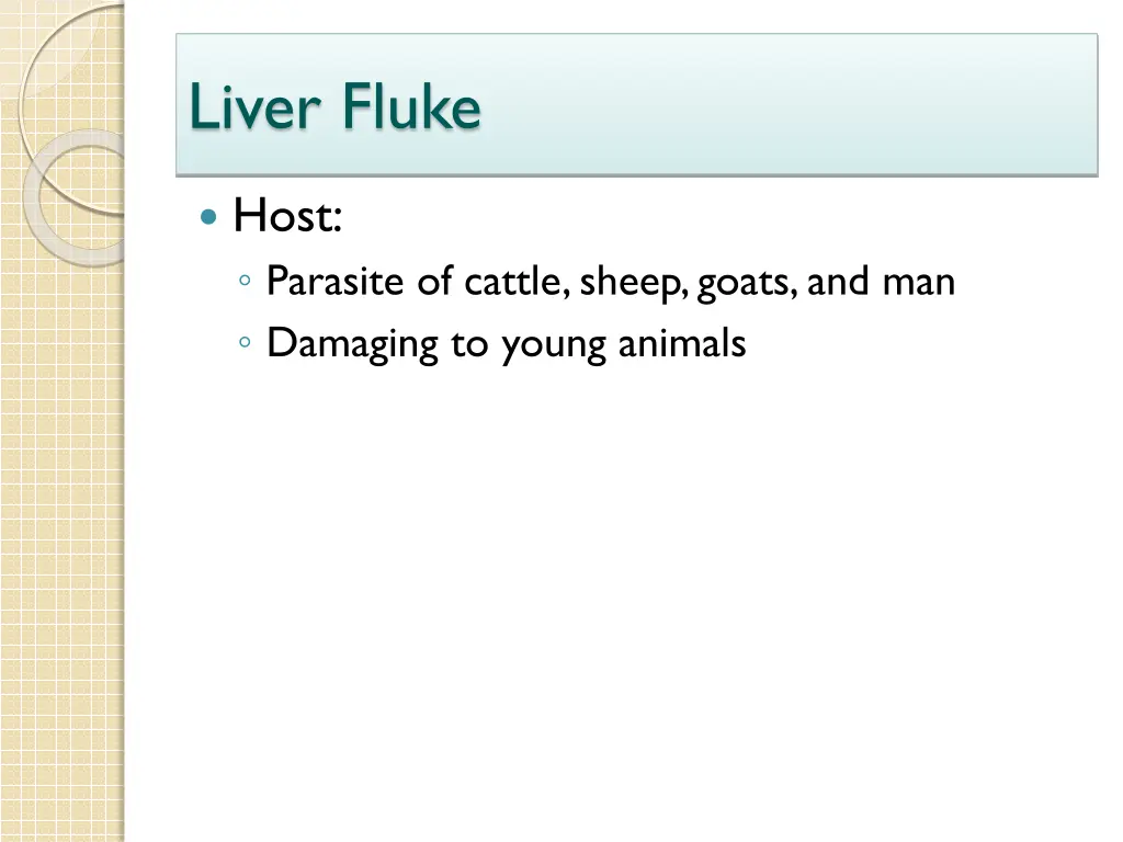 liver fluke