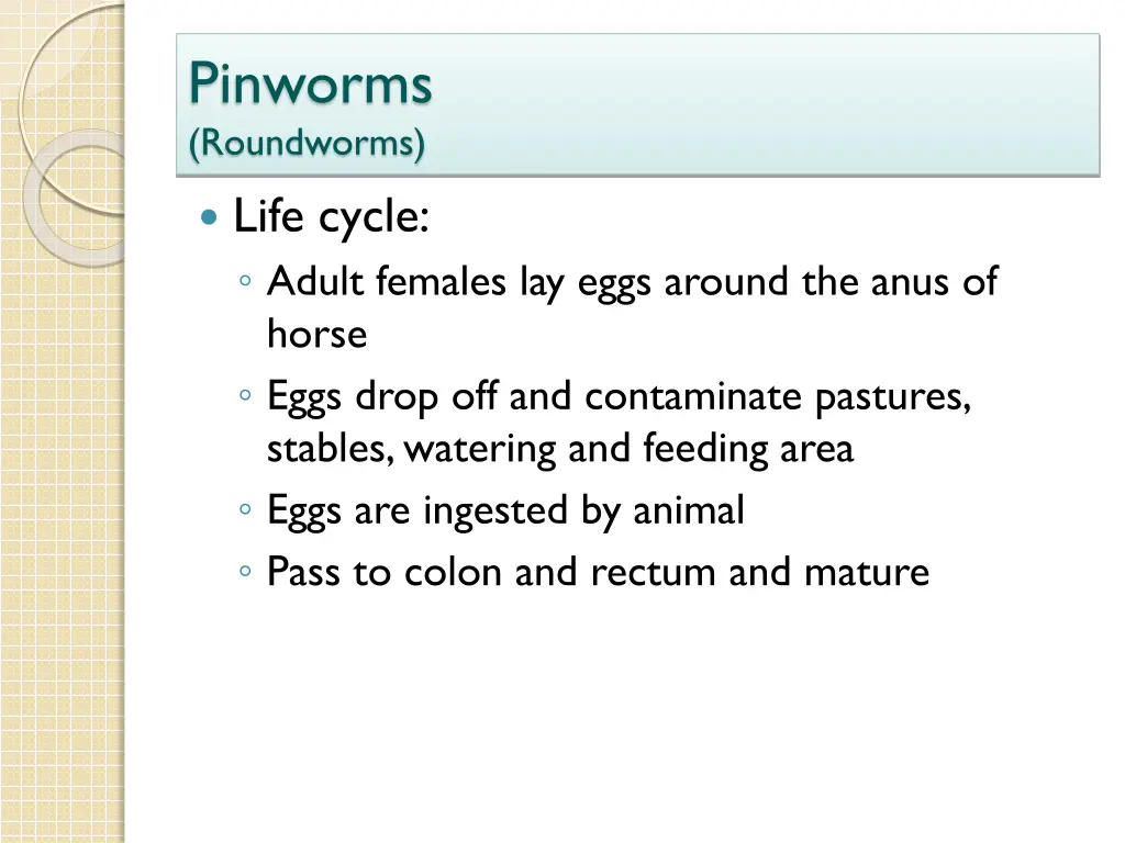 pinworms roundworms 1