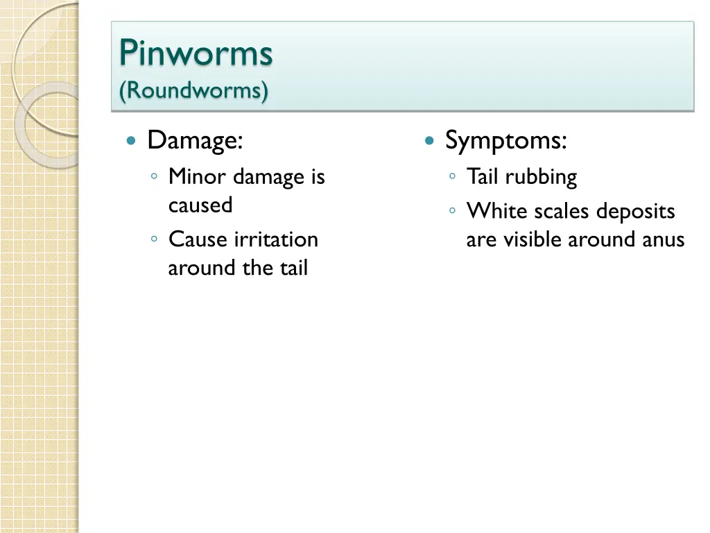 pinworms roundworms 2