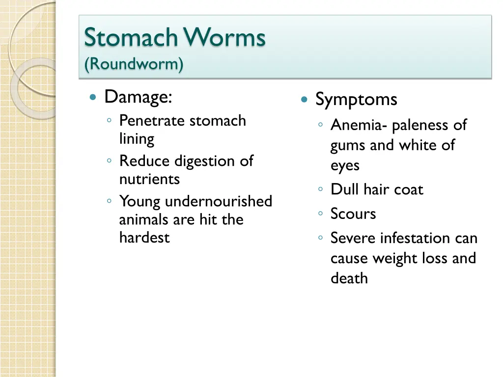 stomach worms roundworm 1