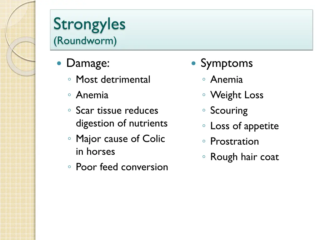 strongyles roundworm 1