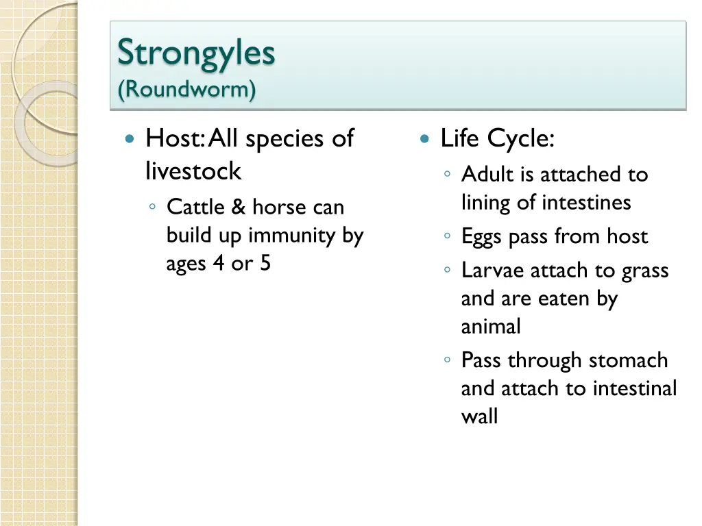 strongyles roundworm