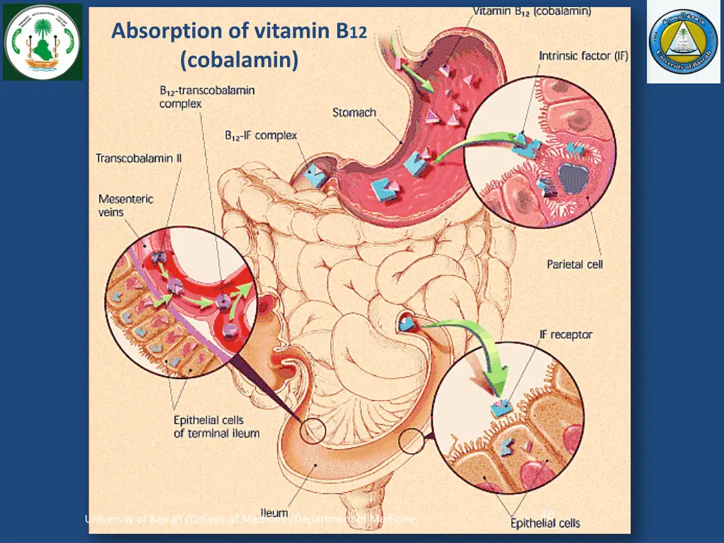 absorption of vitamin b 12 cobalamin