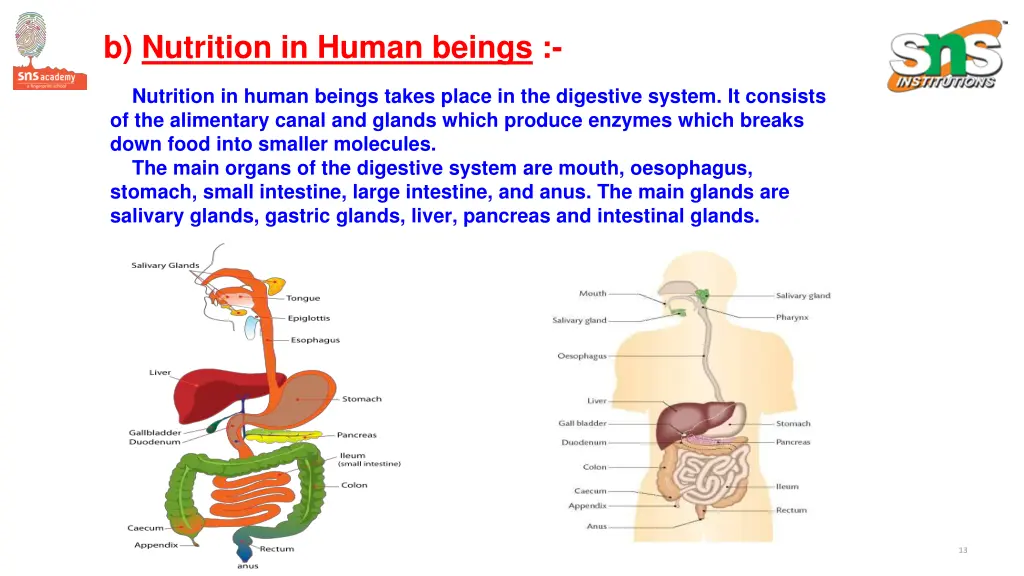 b nutrition in human beings