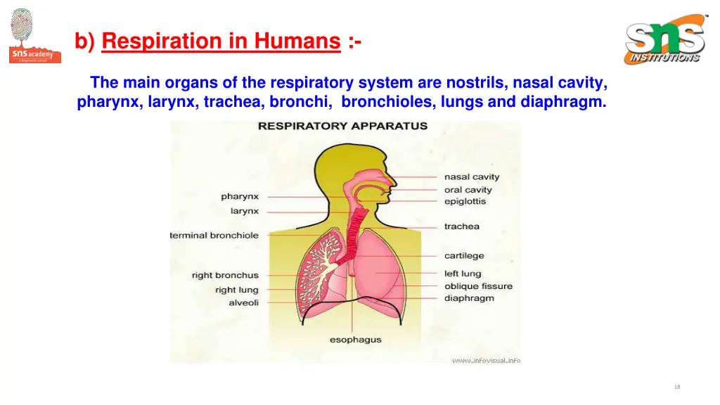 b respiration in humans