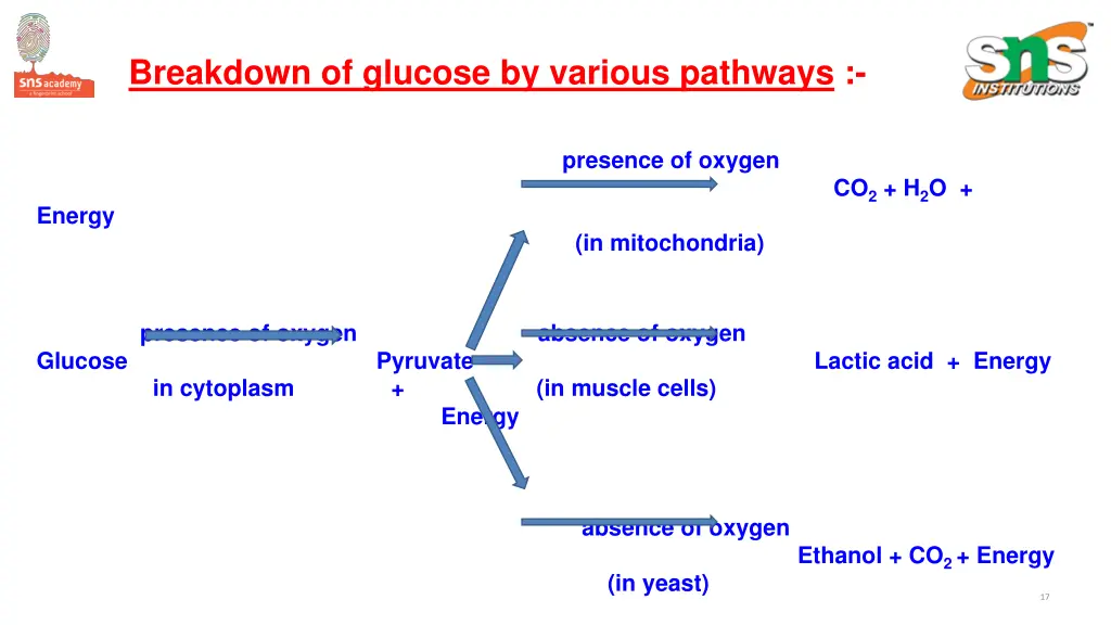 breakdown of glucose by various pathways