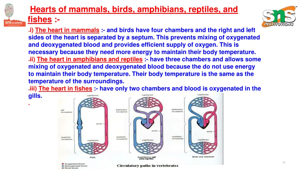 hearts of mammals birds amphibians reptiles