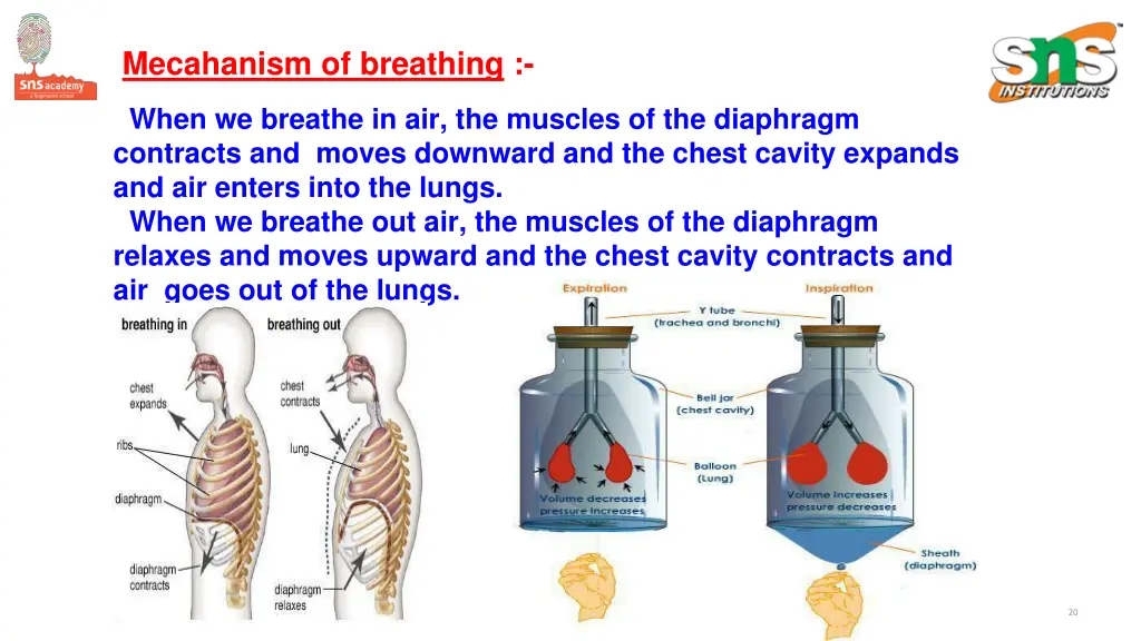 mecahanism of breathing