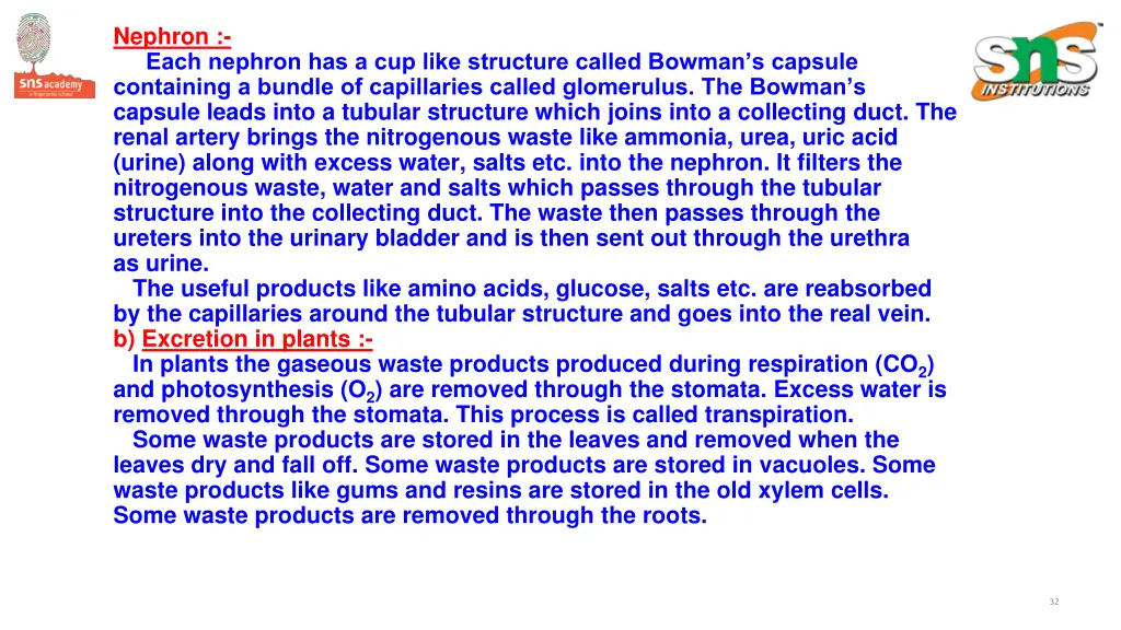 nephron each nephron has a cup like structure