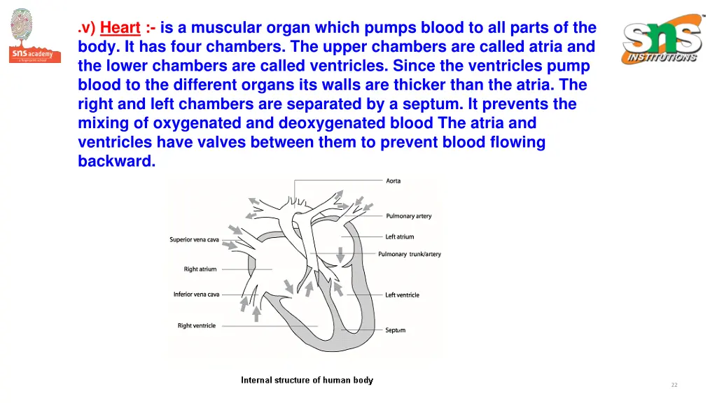 v heart is a muscular organ which pumps blood