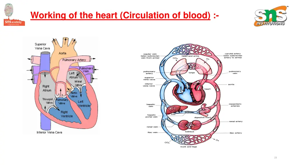 working of the heart circulation of blood