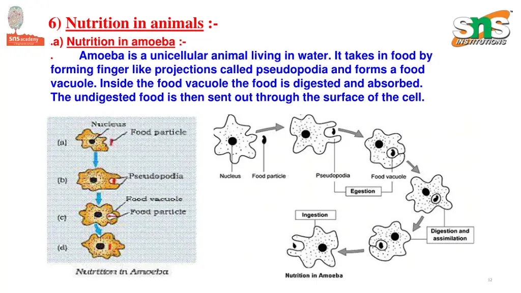 6 nutrition in animals