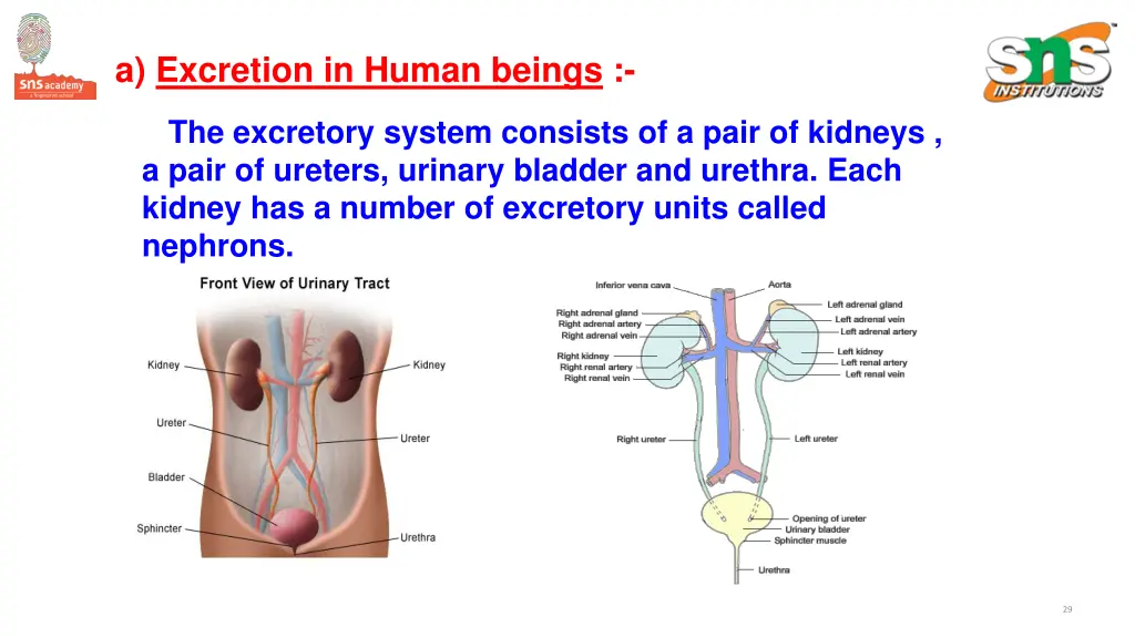 a excretion in human beings