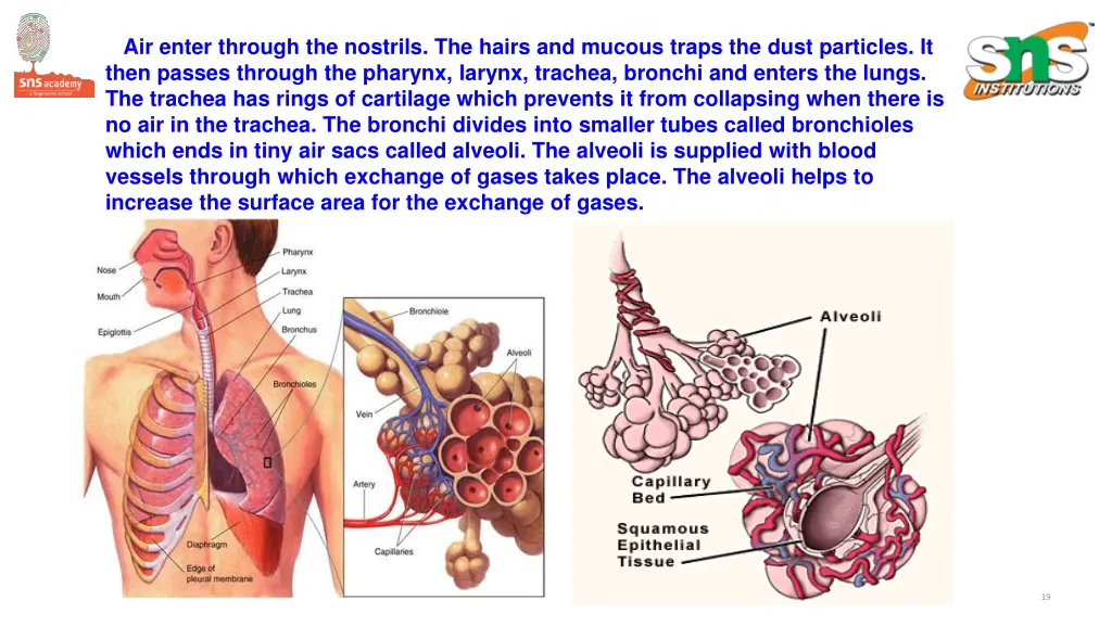 air enter through the nostrils the hairs