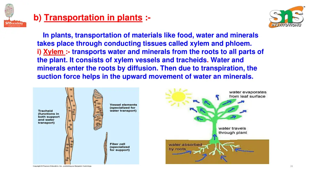 b transportation in plants