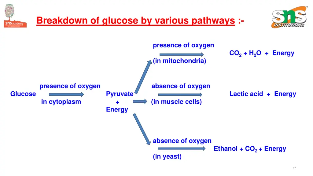 breakdown of glucose by various pathways