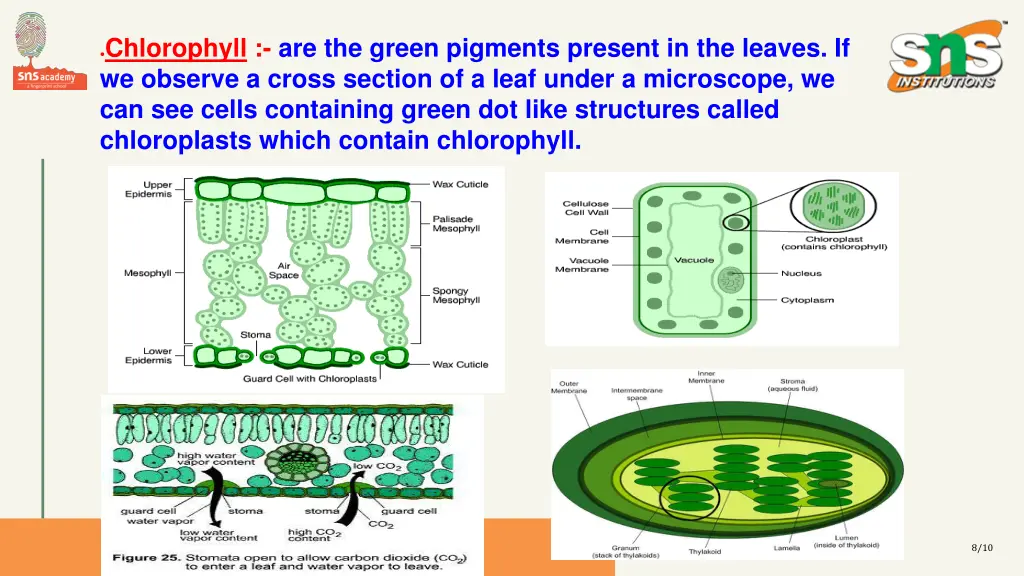 chlorophyll are the green pigments present