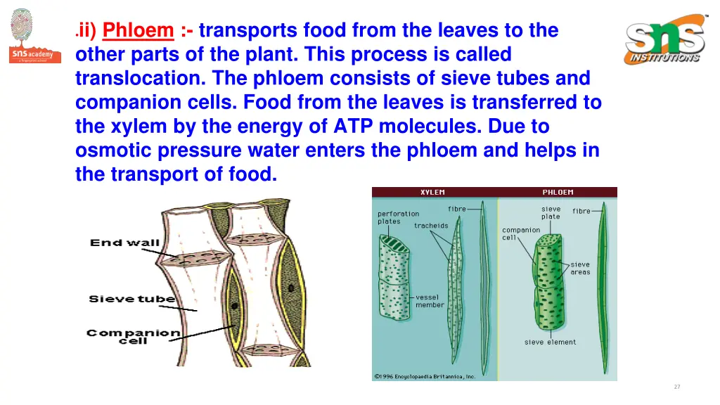 ii phloem transports food from the leaves