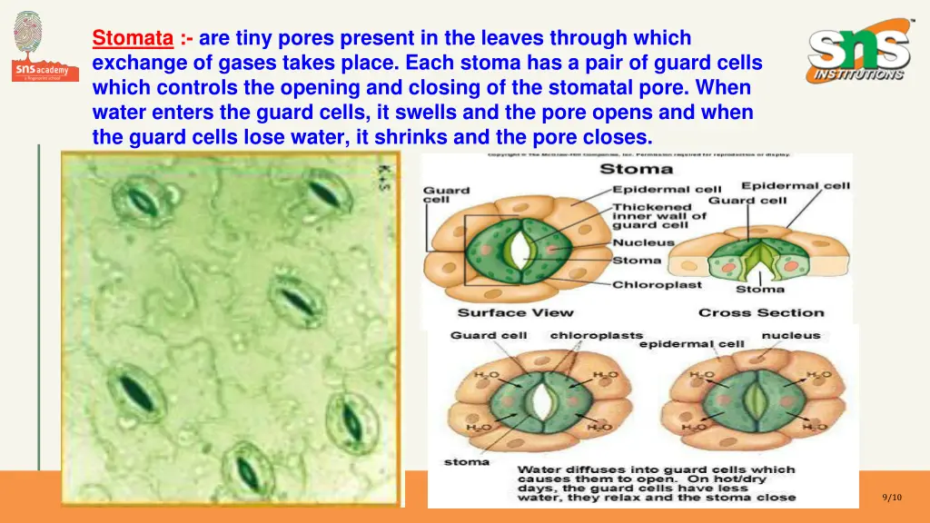 stomata are tiny pores present in the leaves