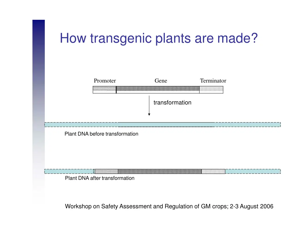 how transgenic plants are made 1