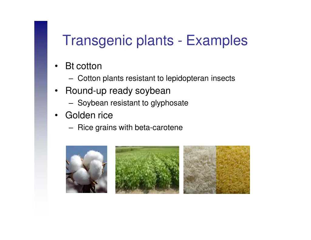 transgenic plants examples