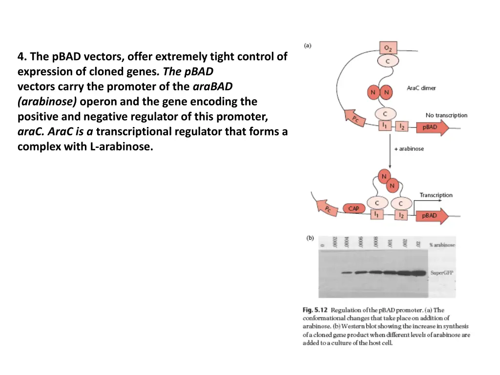 4 the pbad vectors offer extremely tight control