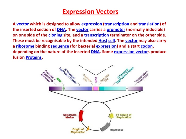 expression vectors