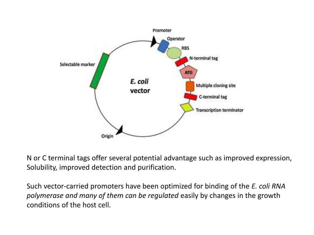 n or c terminal tags offer several potential