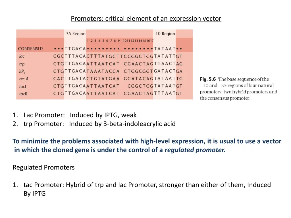 promoters critical element of an expression vector