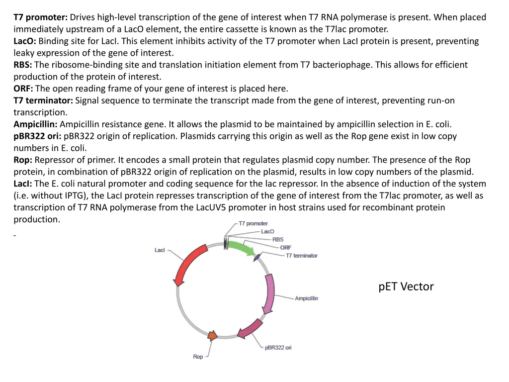 t7 promoter drives high level transcription