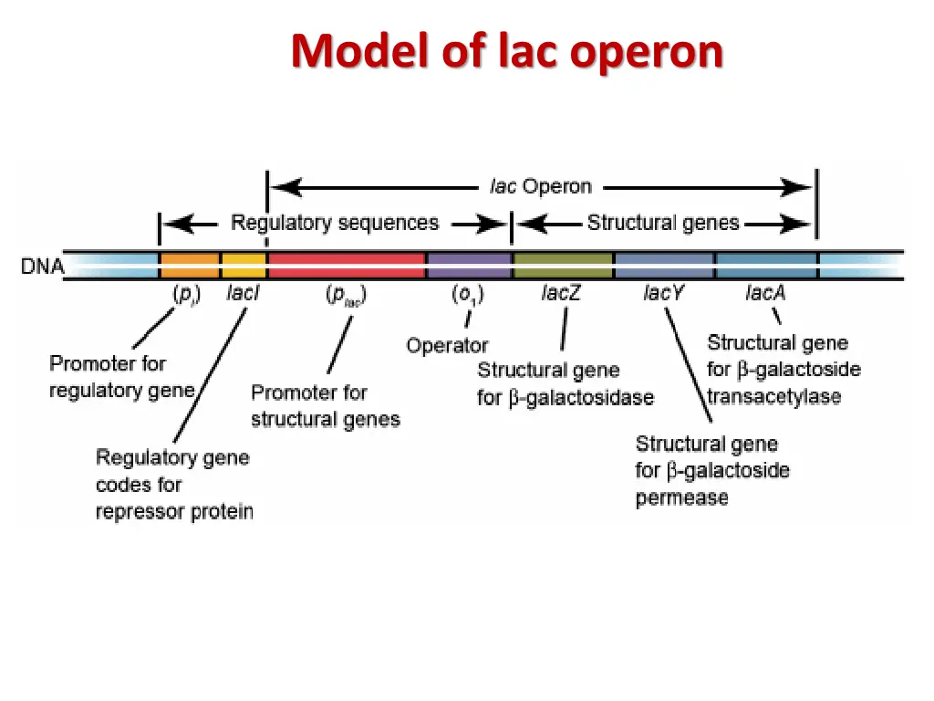 model of lac operon