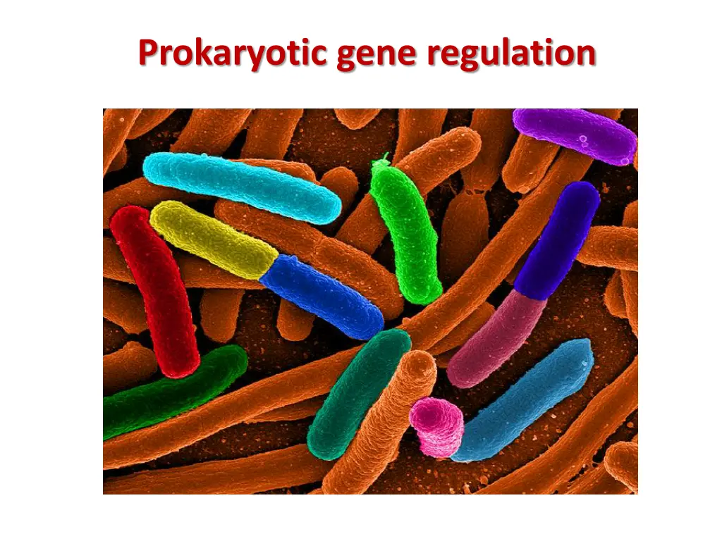 prokaryotic gene regulation 1