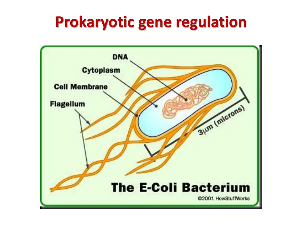 prokaryotic gene regulation 2