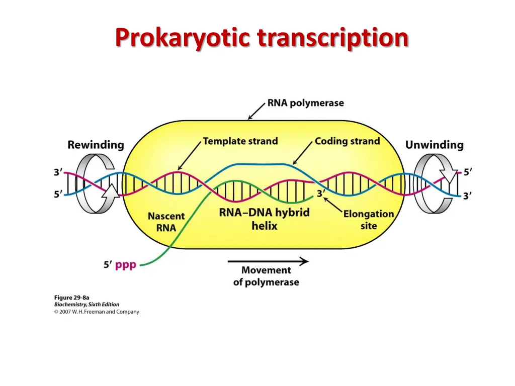 prokaryotic transcription