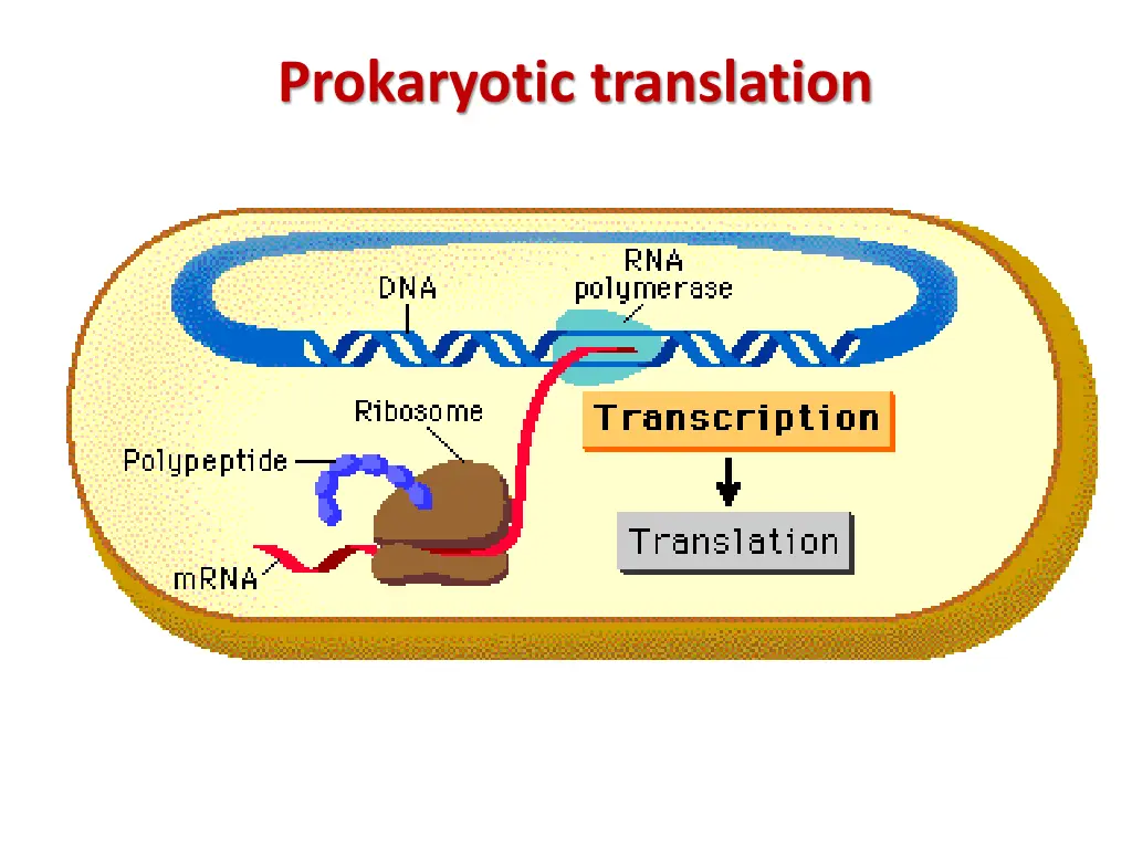 prokaryotic translation