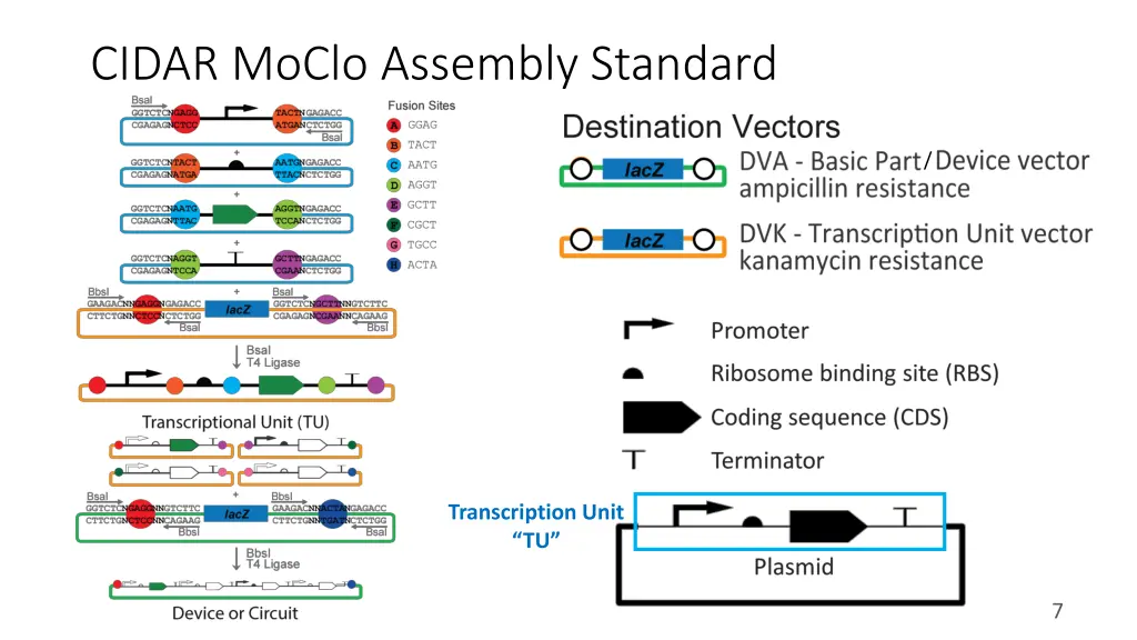 cidar moclo assembly standard