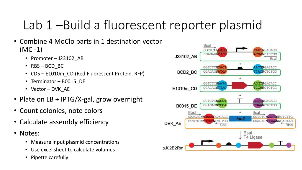 lab 1 build a fluorescent reporter plasmid