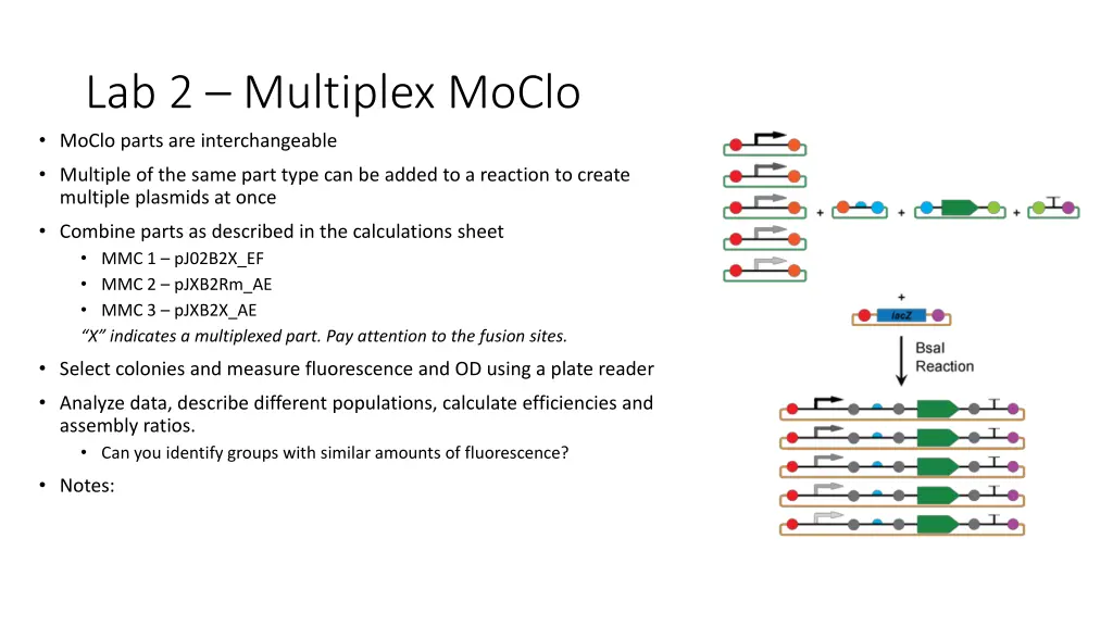 lab 2 multiplex moclo moclo parts