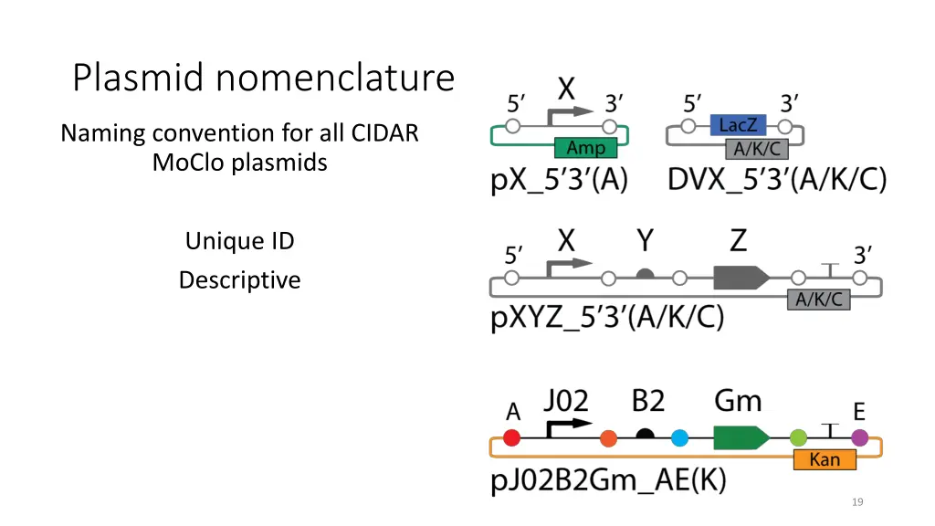 plasmid nomenclature