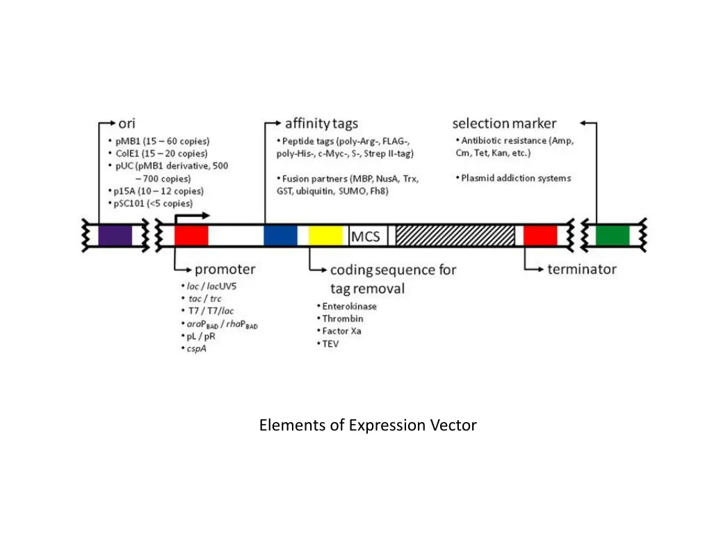 elements of expression vector