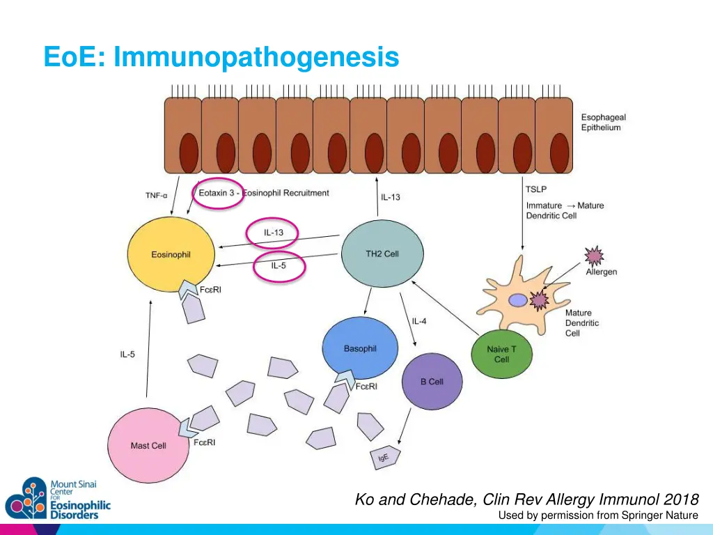 eoe immunopathogenesis