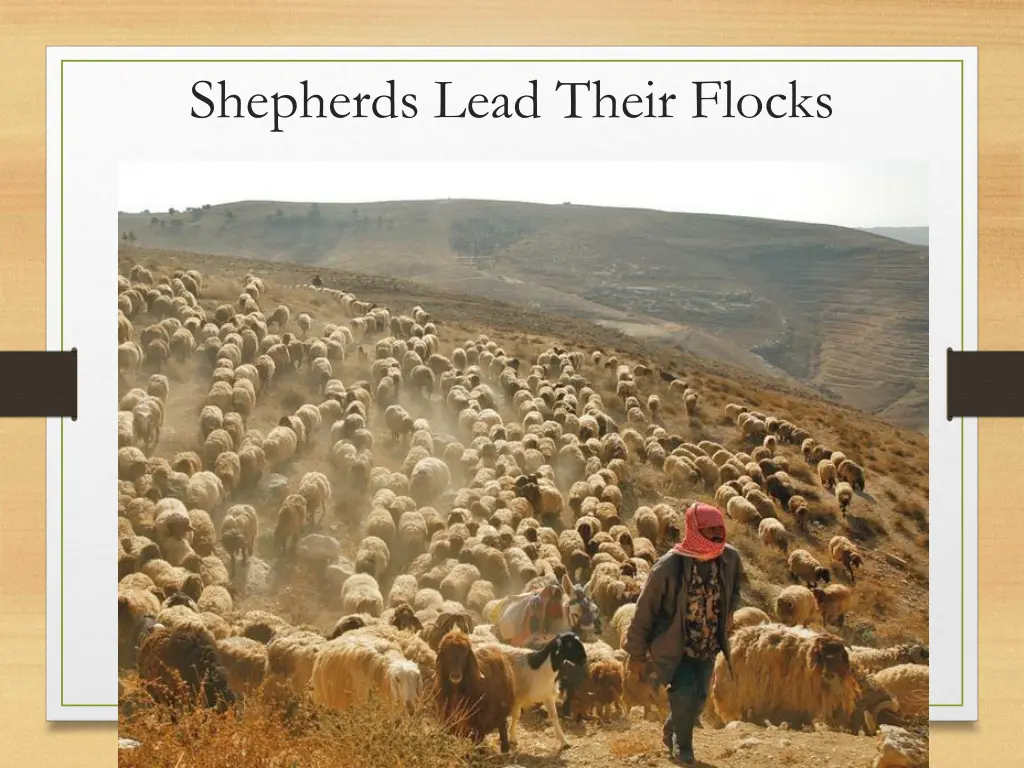 shepherds lead their flocks