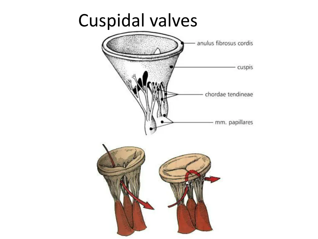 cuspidal valves 1