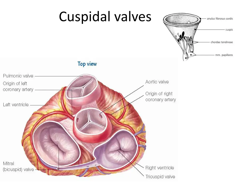 cuspidal valves