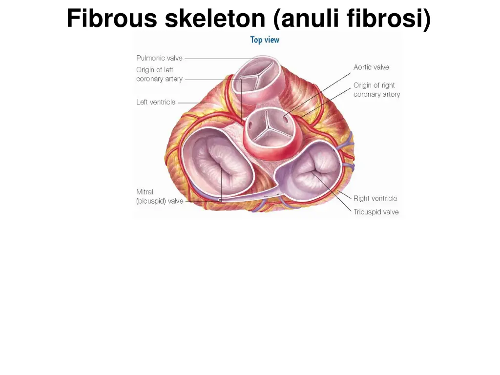 fibrous skeleton anuli fibrosi