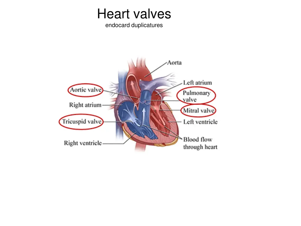 heart valves endocard duplicatures