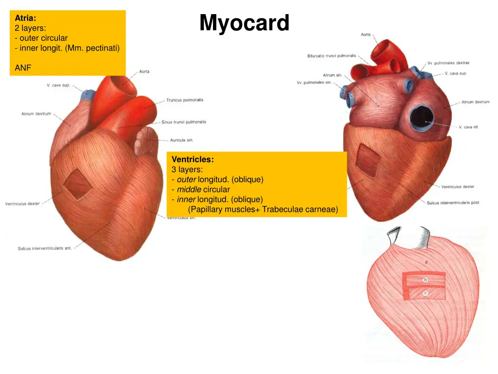 myocard