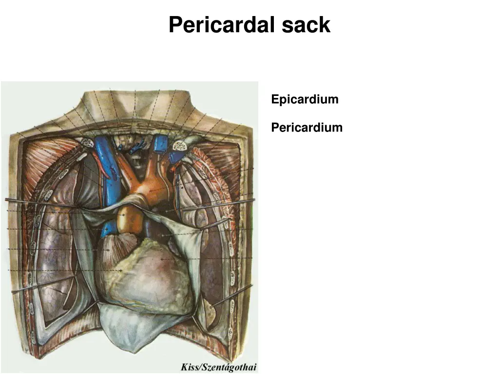 pericardal sack