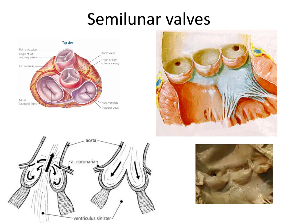 semilunar valves