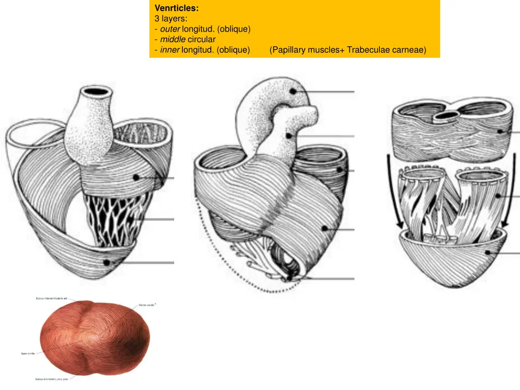 venrticles 3 layers outer longitud oblique middle